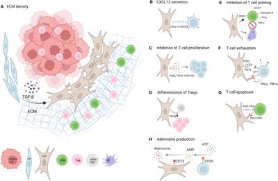 Cancer Associated Fibroblasts - An Impediment to Effective Anti-Cancer T Cell Immunity